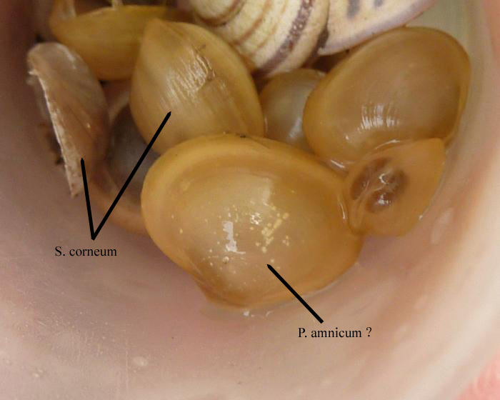 Musculium lacustre (O.F. Mller, 1774)